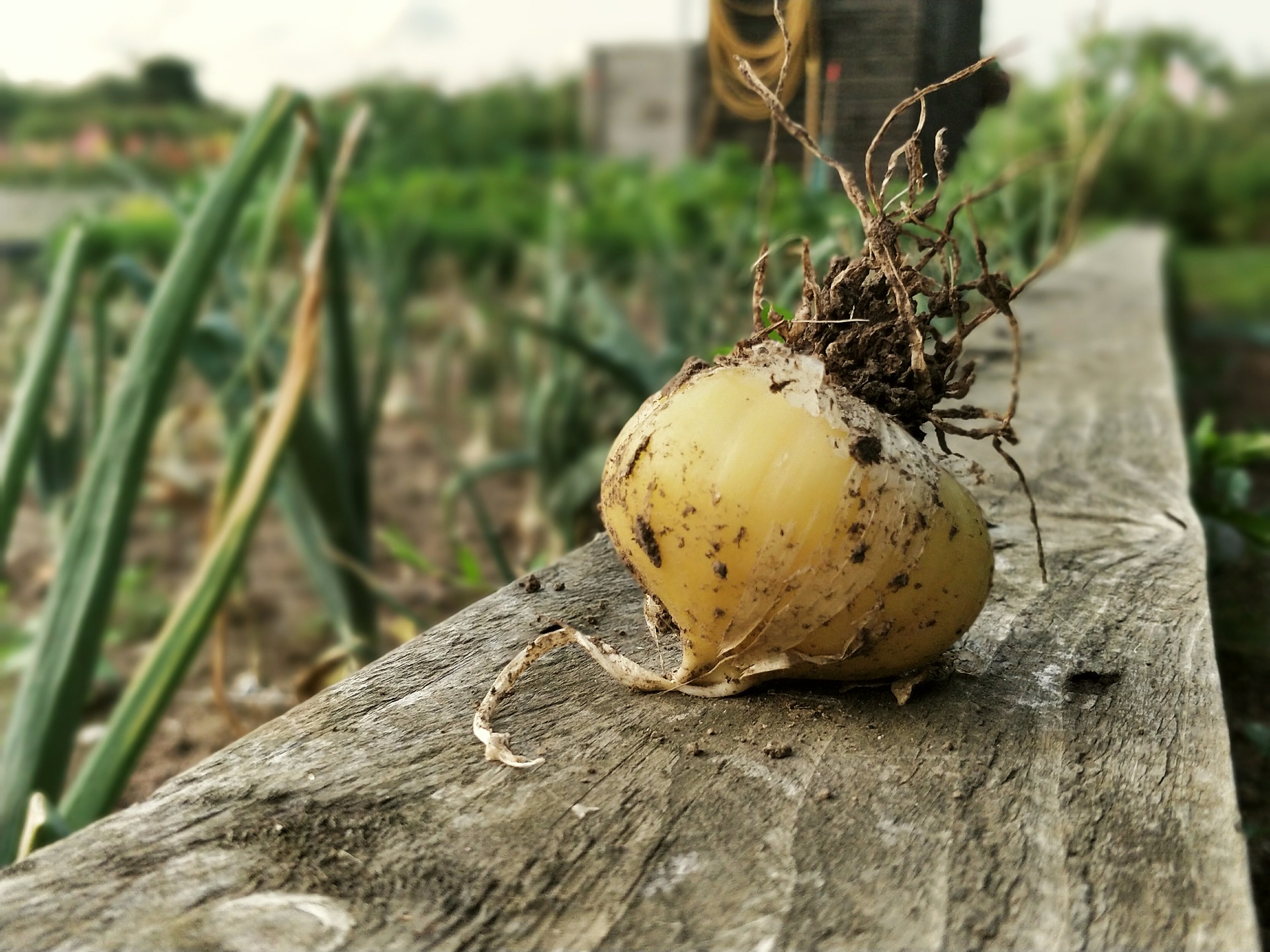 PROJECT: Veg Patches – The First Bed Gets Filled!