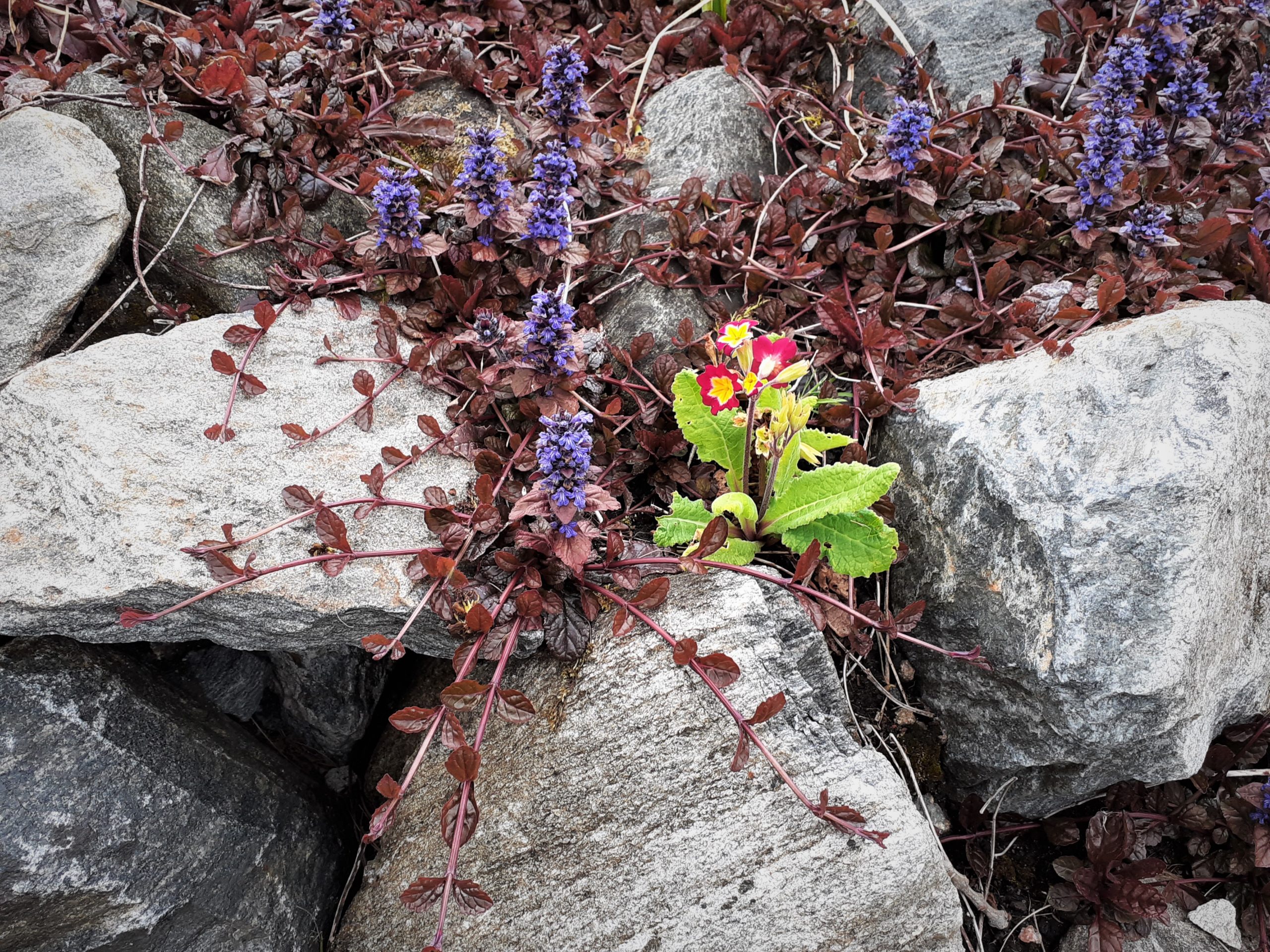 Rocks, Rubble, Roses And The Redemption of Ground Cover Plants!