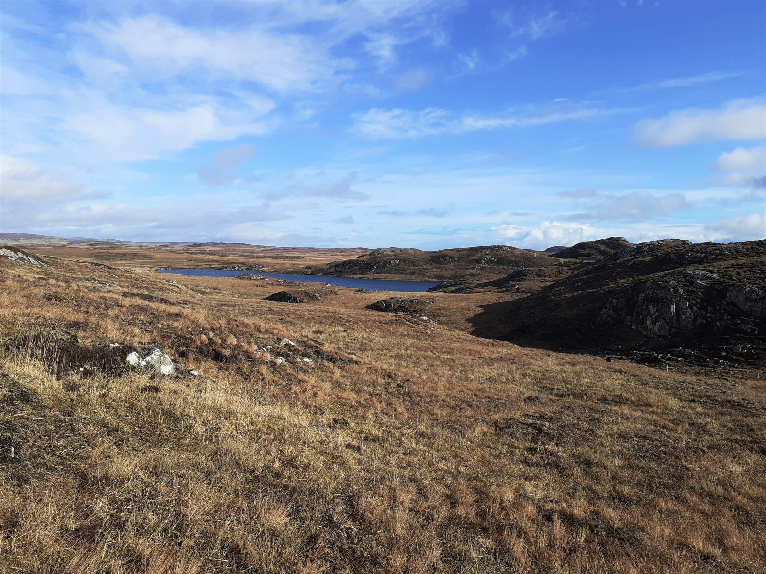 Plants Of The Scottish Moor