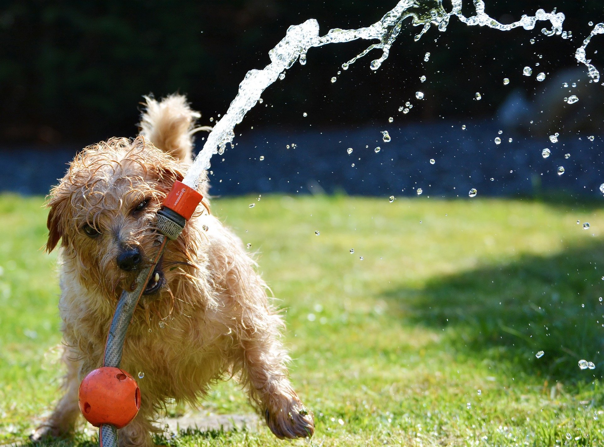 Water Palava – Soaking Up The Sun & The Hose!