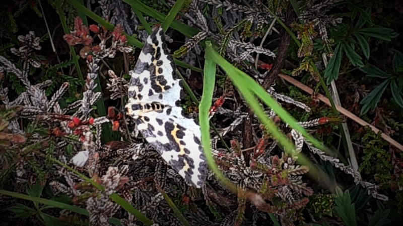 It’s Moor Moth Season And I’m All Aflutter!