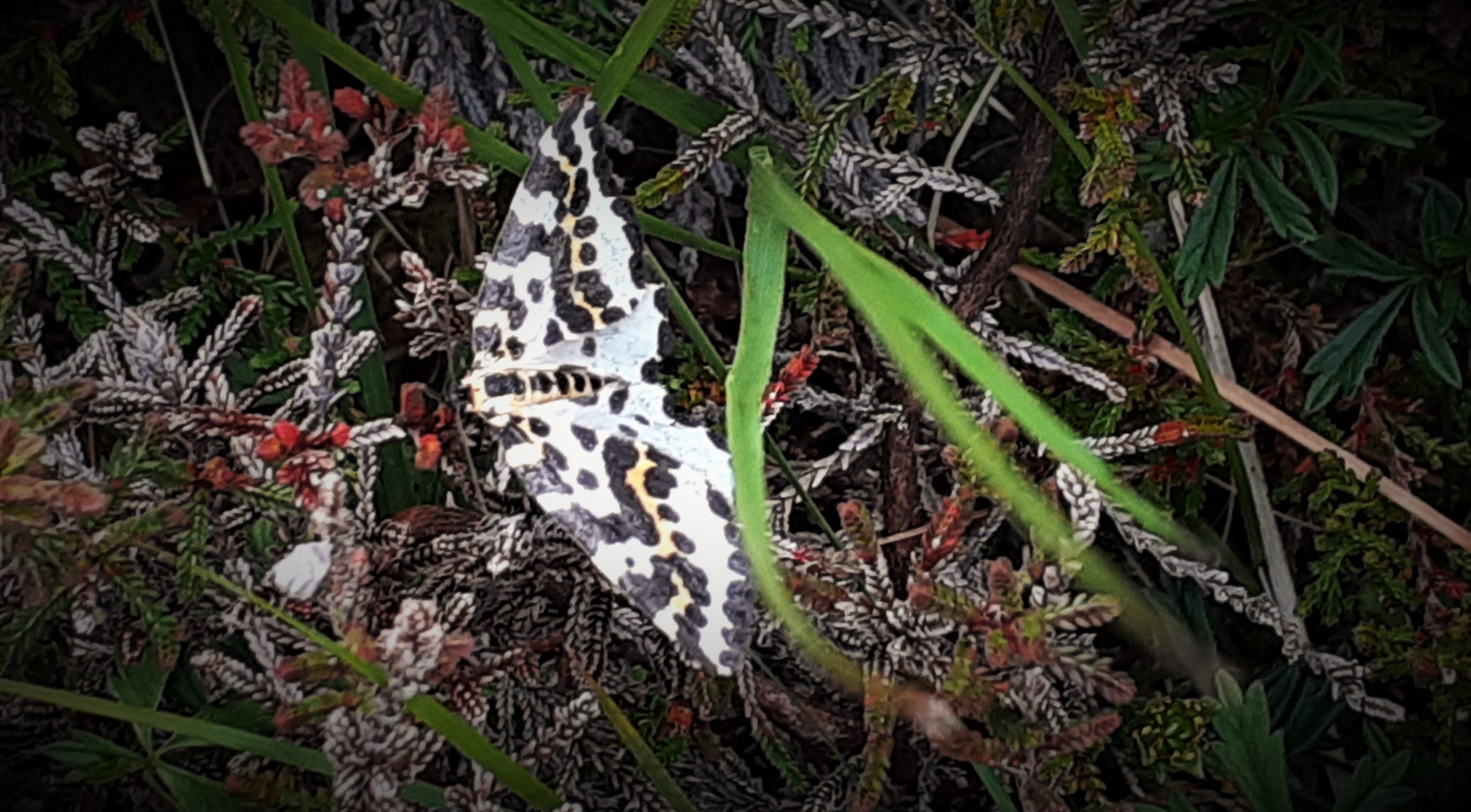 It’s Moor Moth Season And I’m All Aflutter!