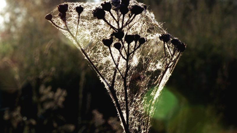 Fog And A Field Of Crystals & Lace!