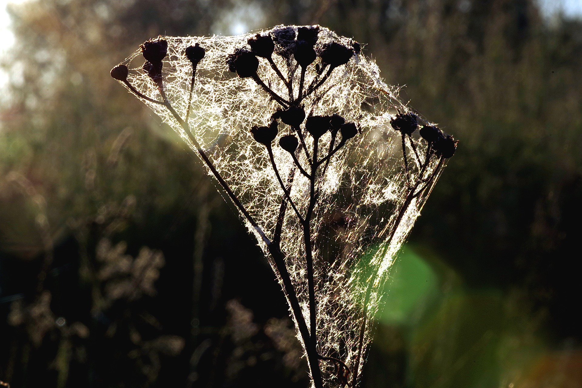 Fog And A Field Of Crystals & Lace!